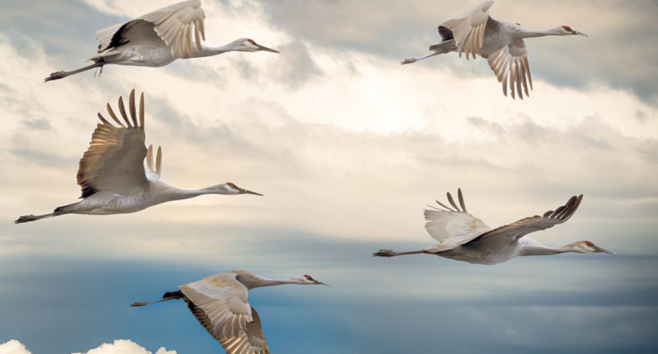 migration
