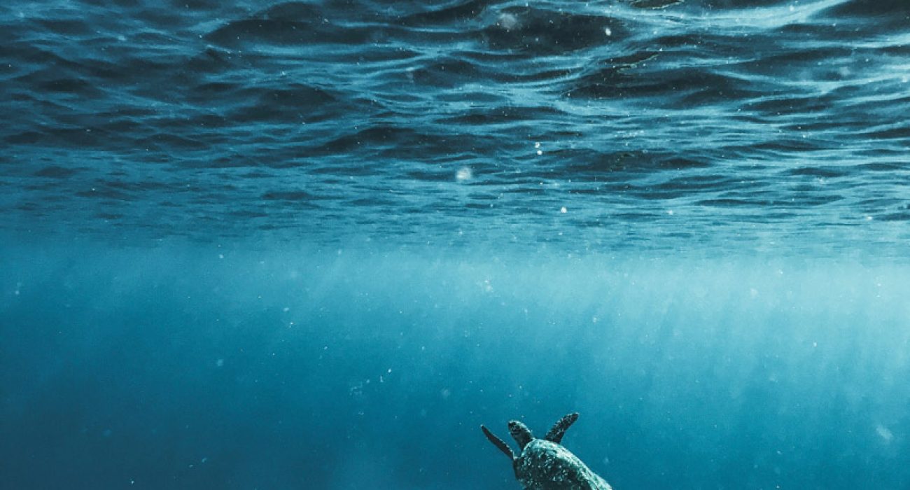 ocean-turtle
